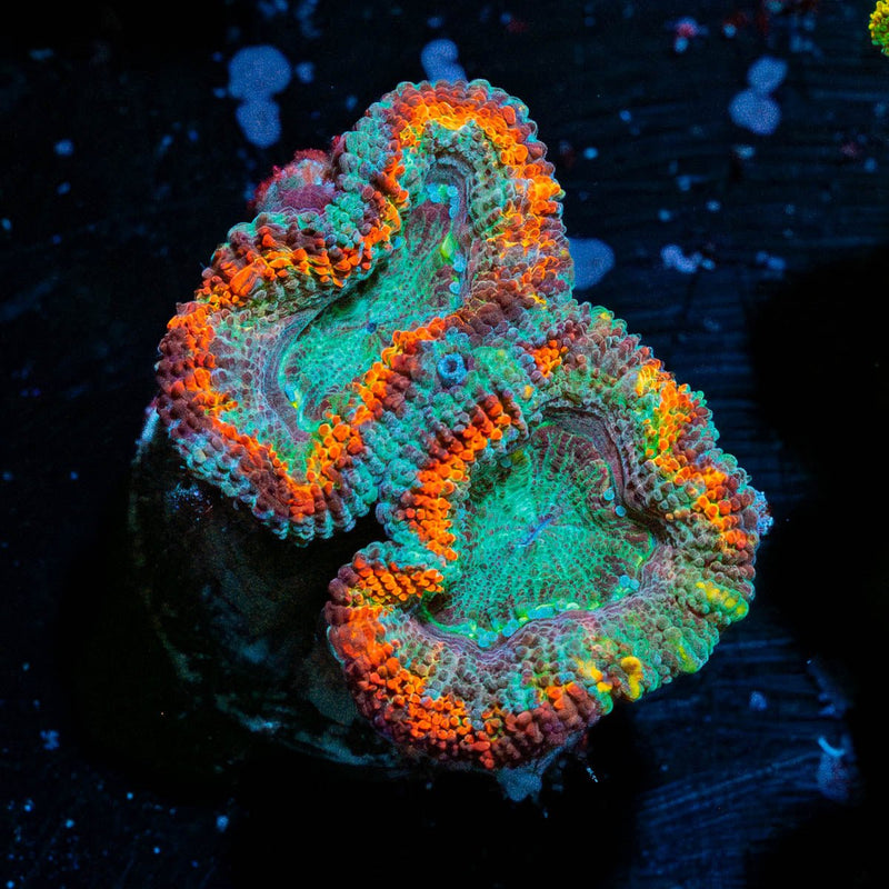 Jelly Rainbow Acan