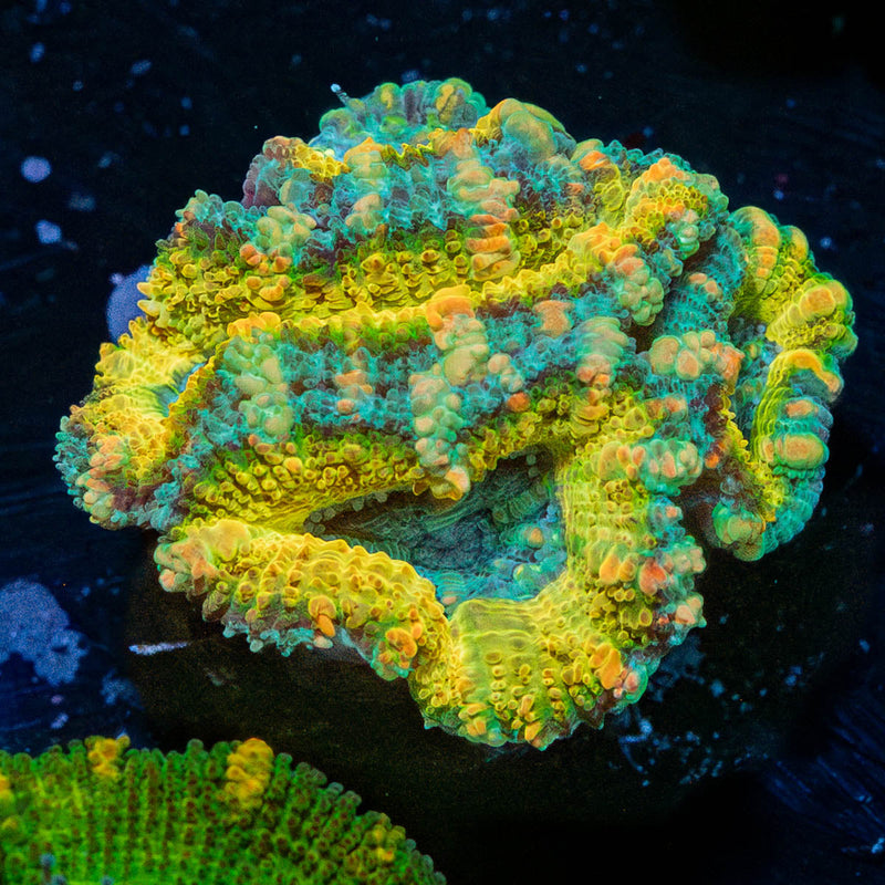 Sun Crusher Acan