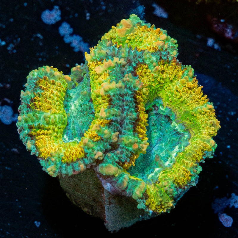 Sun Crusher Acan