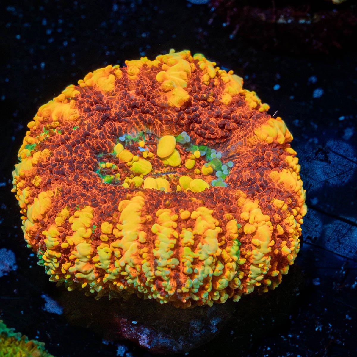 Ultra Button Scoly - riptide aquaculture llc