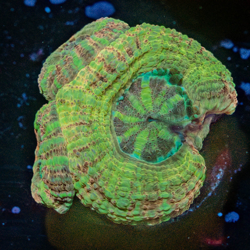 Moonlight Asian Acan