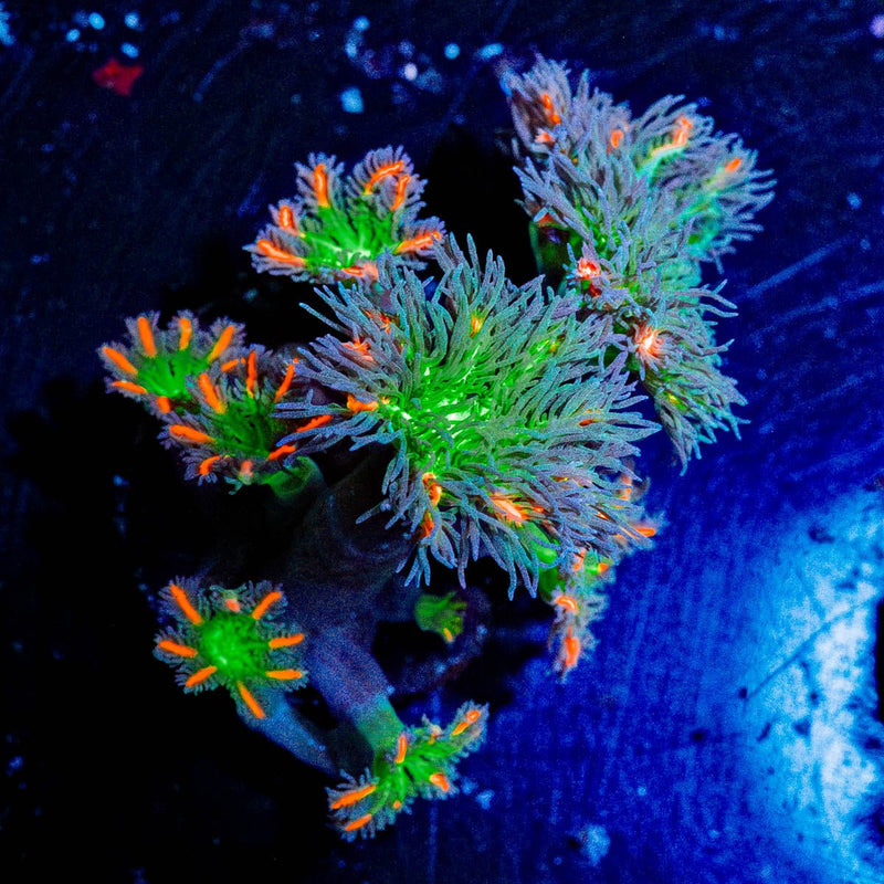 ARC Firework Clove Polyps