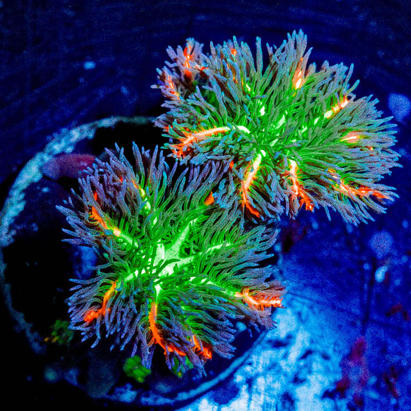 ARC Firework Clove Polyps