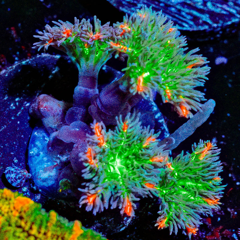 ARC Firework Clove Polyps
