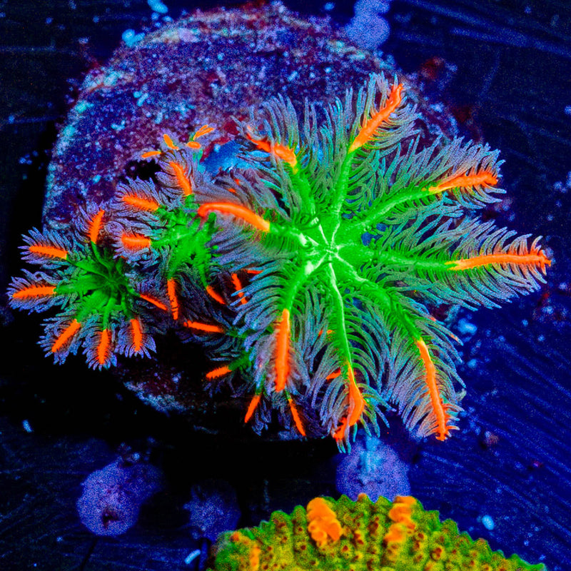 ARC Firework Clove Polyps