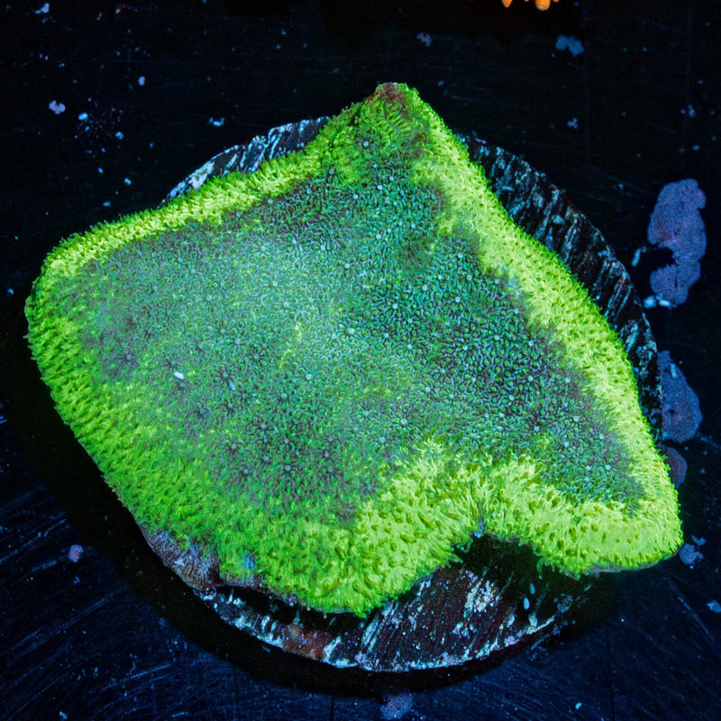 Watermelon Psacamacora