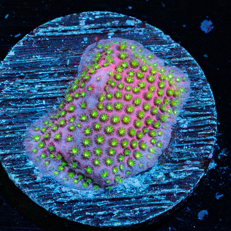 Electric Daisy Stylocoeniella