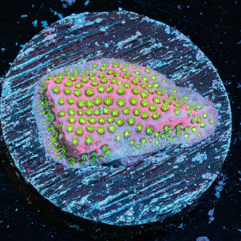 Electric Daisy Stylocoeniella