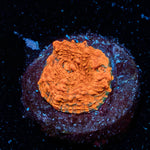 Jolly Rancher Chalice - riptide aquaculture llc