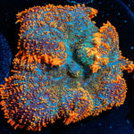 Big Rhodactis Mushroom 