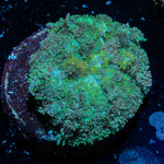 Carpet Bomb Mushroom 