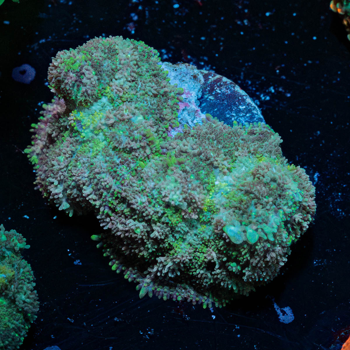 Carpet Bomb Mushroom 