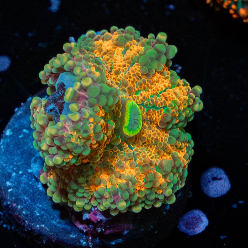 Midas Touch Yuma Ricordea mushroom