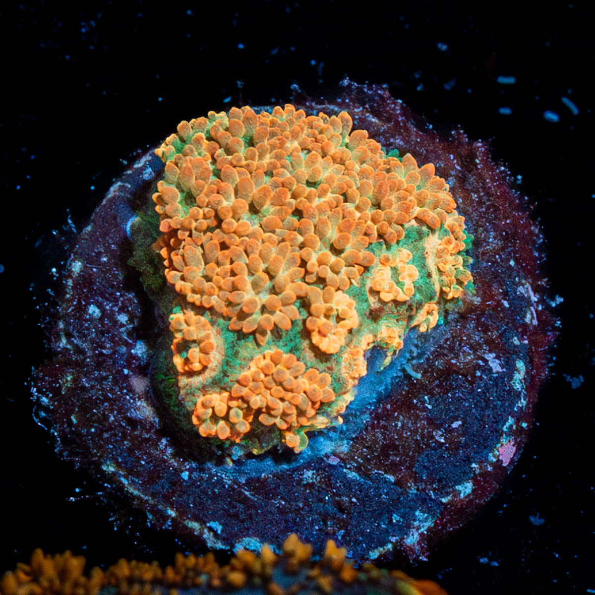 Captain Crunch Bardanarpora 