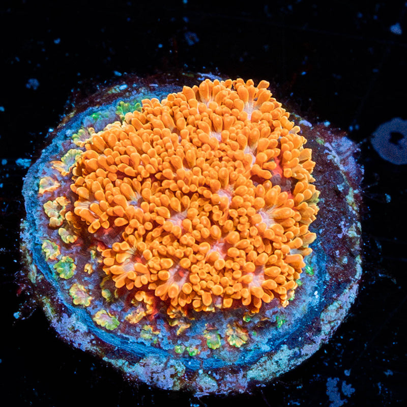 Laffy Taffy Barnardapora