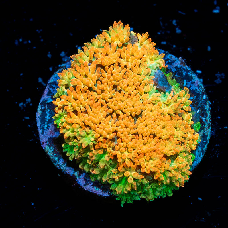 Captain Crunch Bardanarpora