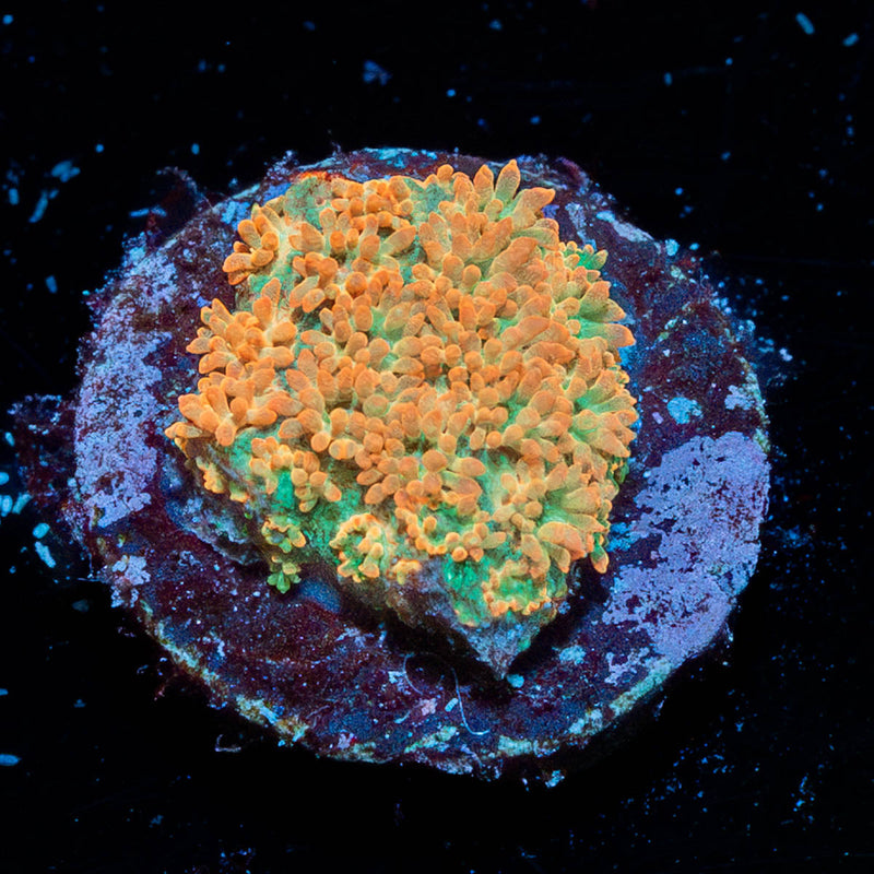 Captain Crunch Bardanarpora