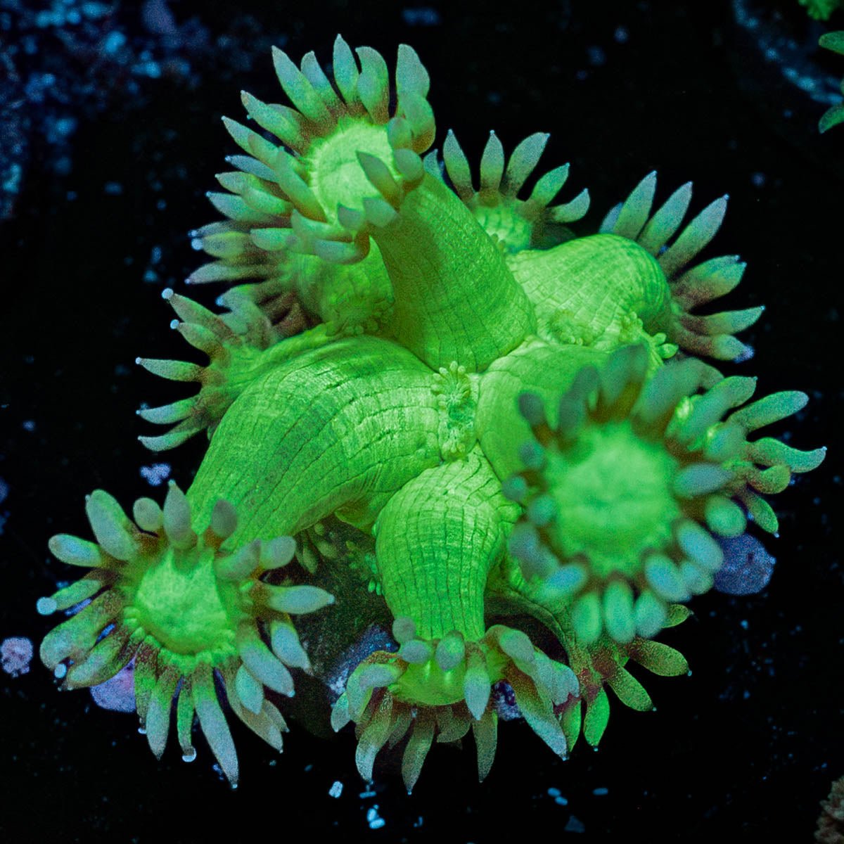 Bubble Toes Goniopora - riptide aquaculture llc