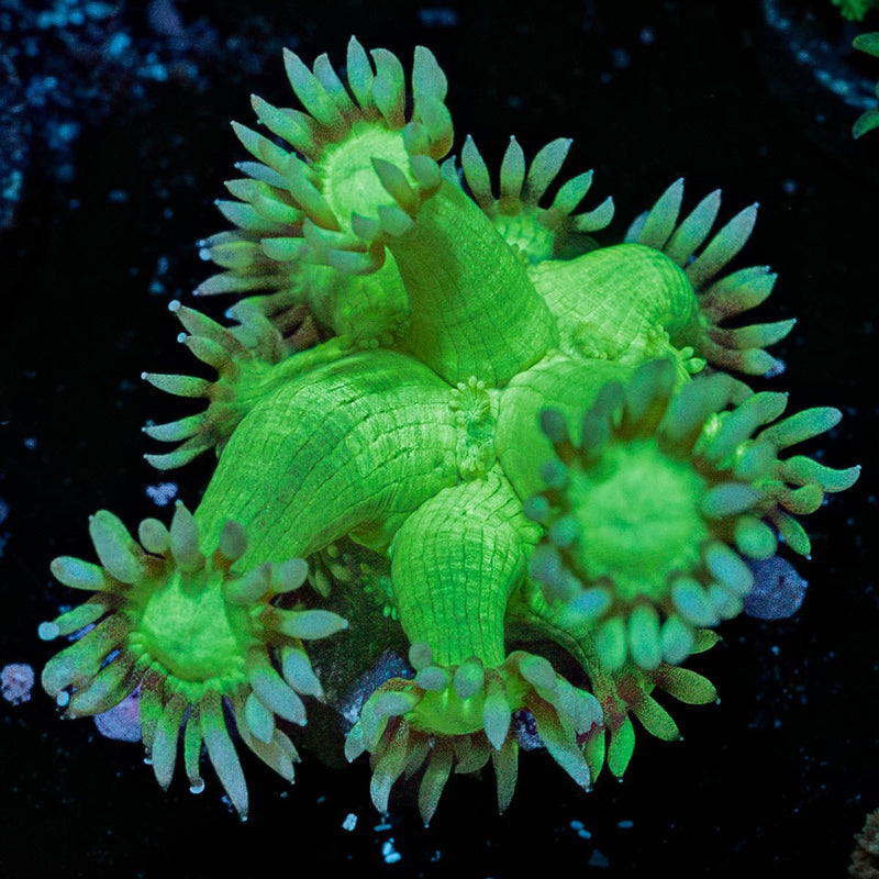 Bubble Toes Goniopora