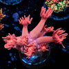Red Goniopora - riptide aquaculture llc