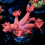 Red Goniopora - riptide aquaculture llc