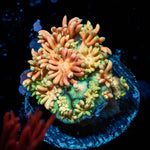 Encore Goniopora - riptide aquaculture llc