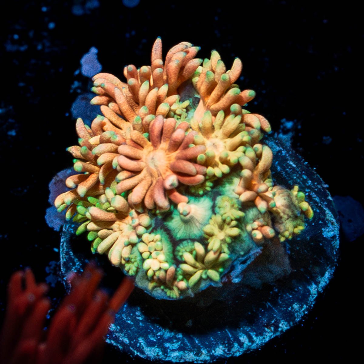 Encore Goniopora - riptide aquaculture llc