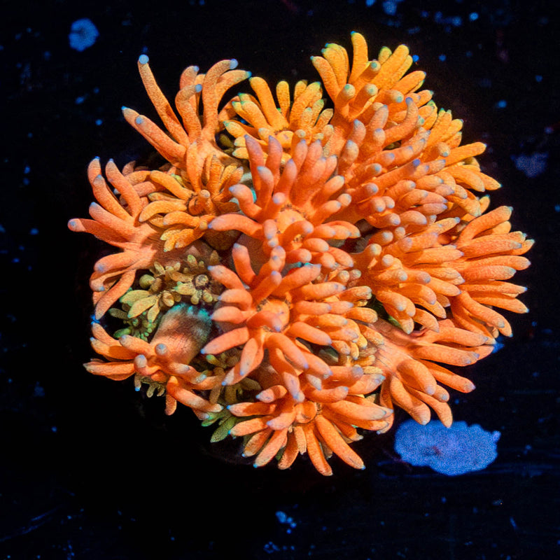 Juice Fruit Goniopora