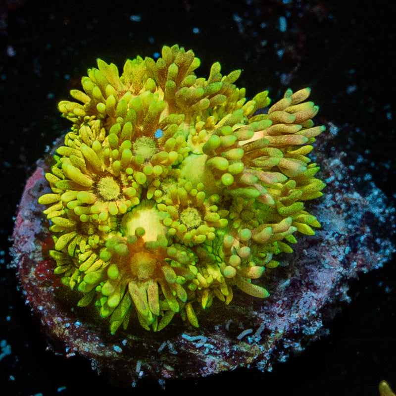 tweety birds goniopora