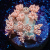 Hunch Punch Goniopora - riptide aquaculture llc