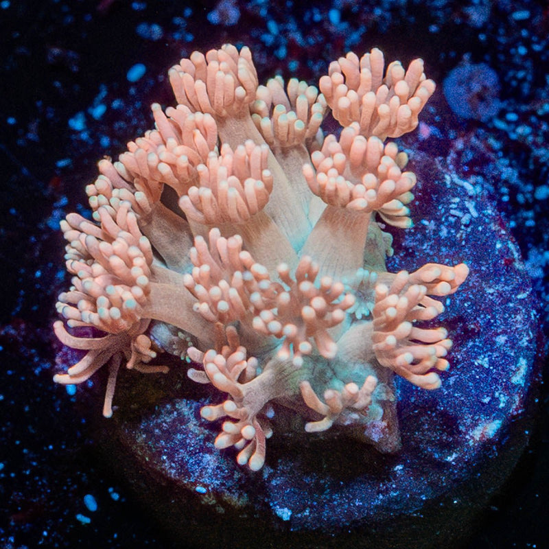 Hunch Punch Goniopora