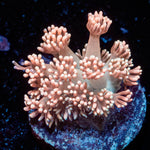 Hunch Punch Goniopora 