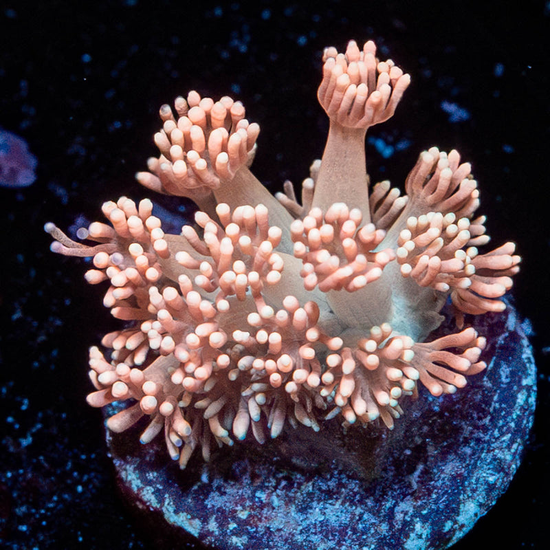 Hunch Punch Goniopora