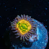 Sunny D Zoanthid 