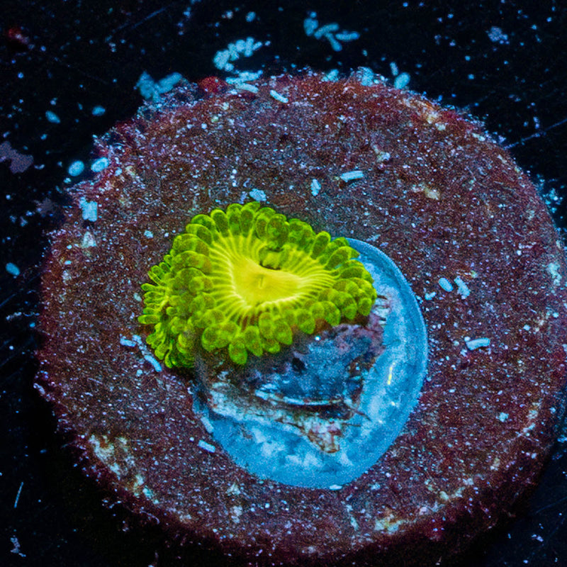 Emerald Murals Zoanthid