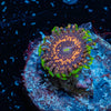 Psychosis Zoanthid 