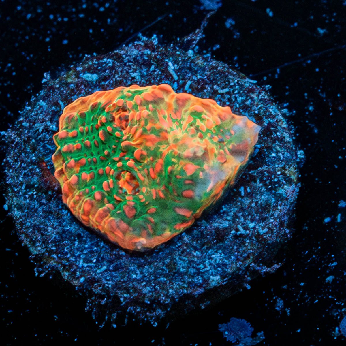 Psychedelics Chalice - riptide aquaculture llc