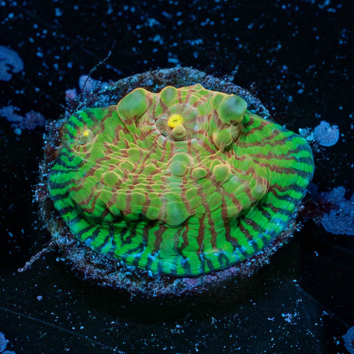 Mask Convict Chalice - riptide aquaculture llc