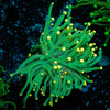 Green Torch - riptide aquaculture llc