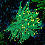 Green Torch - riptide aquaculture llc
