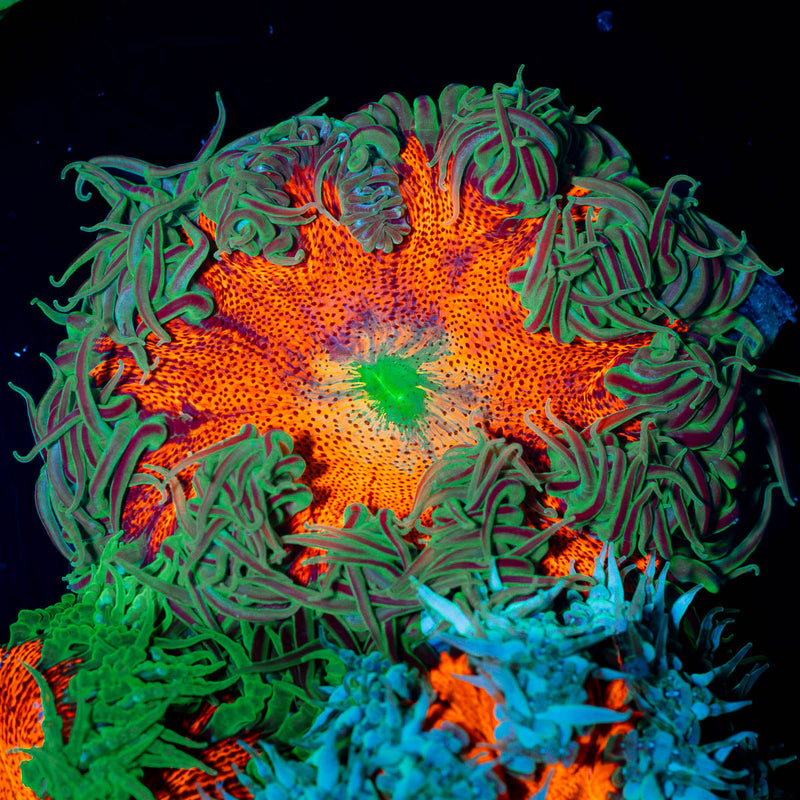 Ultra Rock Flower Anenome