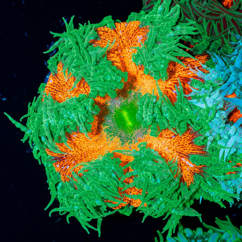 Ultra Rock Flower Anenome