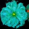 Ultra Rock Flower Anenome - riptide aquaculture llc