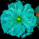 Ultra Rock Flower Anenome - riptide aquaculture llc