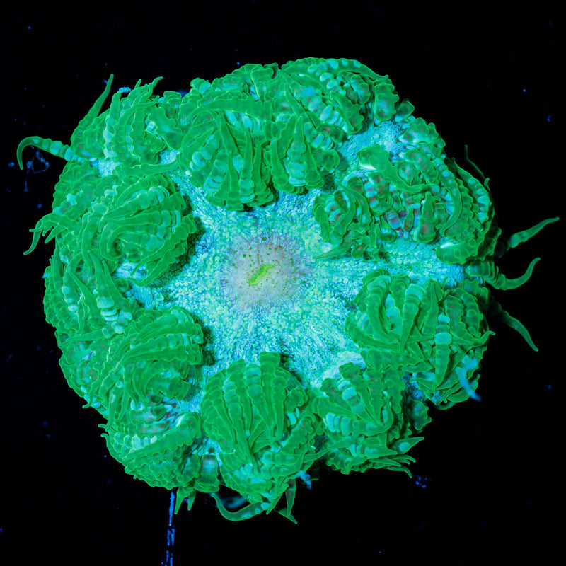 Ultra Rock Flower Anenome