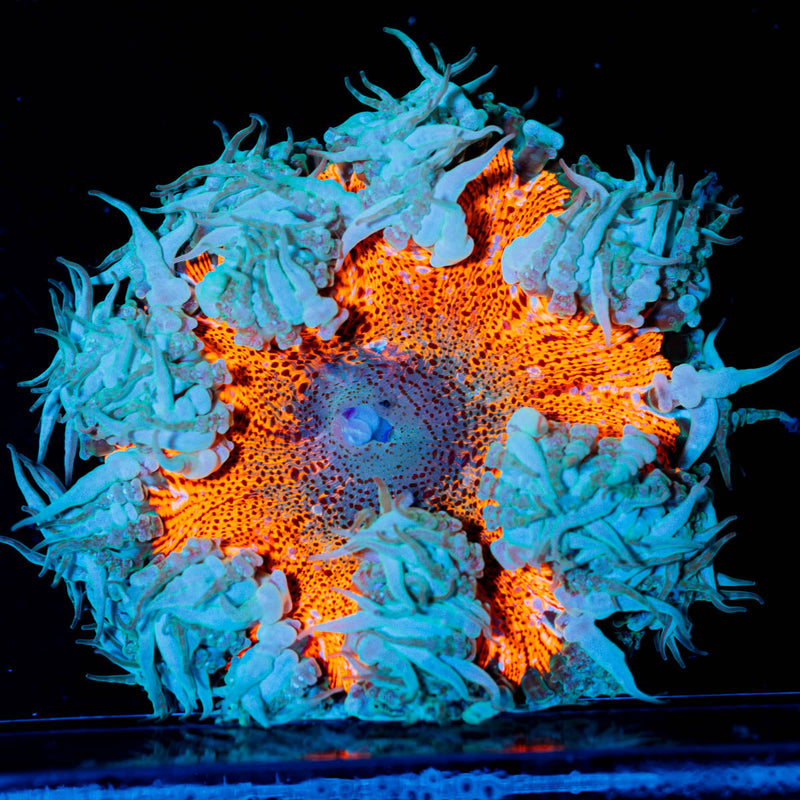 Ultra Rock Flower Anenome