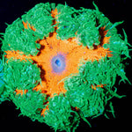 Ultra Rock Flower Anenome - riptide aquaculture llc