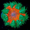 Ultra Rock Flower Anenome - riptide aquaculture llc