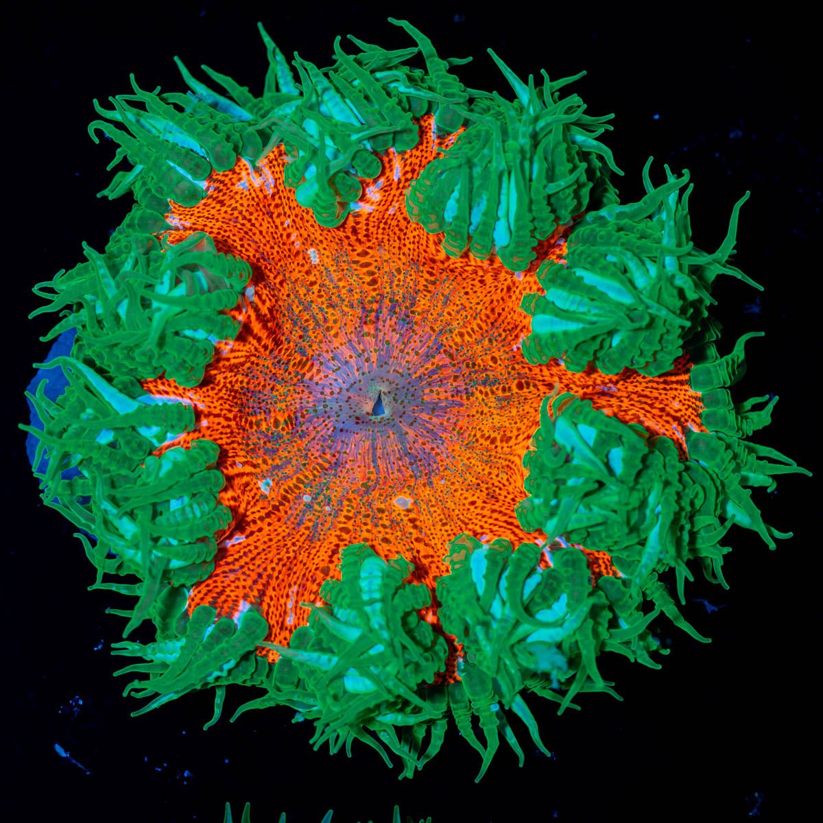 Ultra Rock Flower Anenome - riptide aquaculture llc