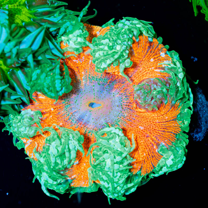 Ultra Rock Flower Anenome